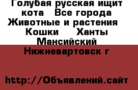 Голубая русская ищит кота - Все города Животные и растения » Кошки   . Ханты-Мансийский,Нижневартовск г.